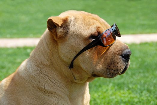 adorable shar pei portrait in sunglasses outdoor