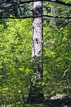 Trunk detail of a norway spruce or red-deal (Picea Excelsa) with green foliage