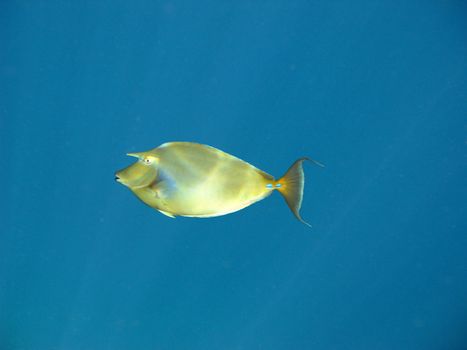 Tropical fish and coral reef in Red sea