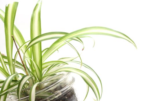 Close up shot of a small spider plant leaves