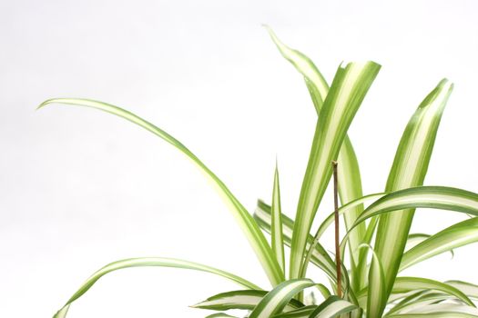 Close up shot of a small spider plant leaves