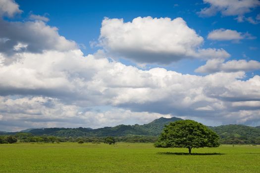 Tree in field with beautiful sky. Costa Rica.