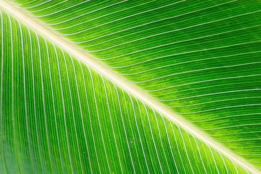 Close up of a leaf with vivid colors.