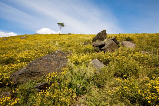 Beautiful mountain landscape. Spring time.