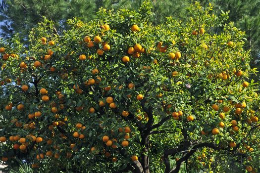 Orange tree by Diano Castello, Liguria,Italy. Orangenbaum bei Diano Castello