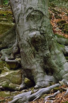 Old tree with tree roots