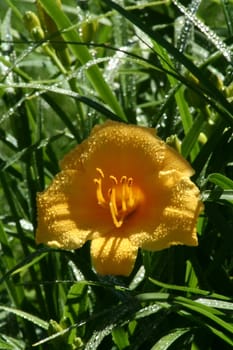 A close up image of a yellow flower with drops of water.