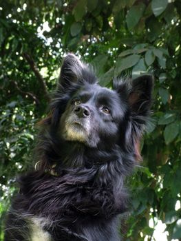 the black dog, having smart face,"almaust talking" eyes, nice long shine fur..On a duty,  watching over it's owner.