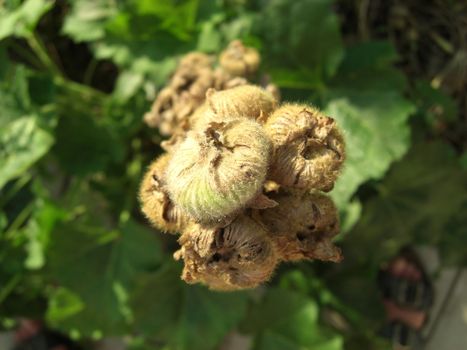 bolls of a hollyhock plant in the garden, bird's eye view