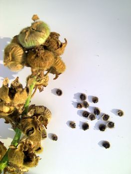 seeds of a hollyhock plant on white, copyspace