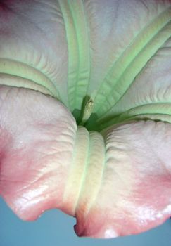 glossy brugmansia blossom