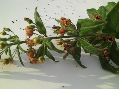 bolls of a peppermint plant with seeds dropping down