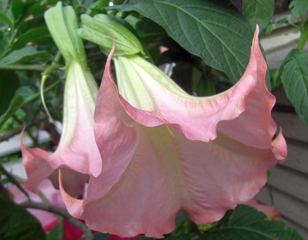 blossom of a pink flower