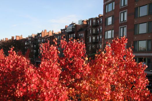 Red blazing trees in autumn in Boston