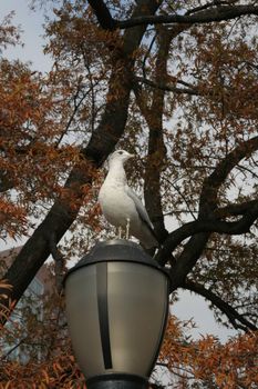 Seagull sitting on a lamp post in Battery Park, Manhattan,  New York