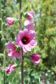 Bristly Hollyhock  in nature.