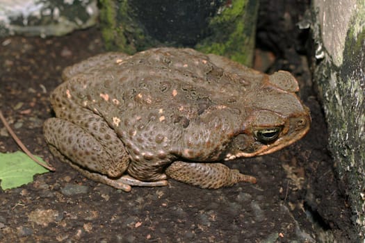 a huge brown toad waiting for its prey 
