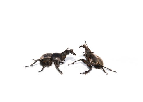 Two bugs in a fighting pose ( on a white background)