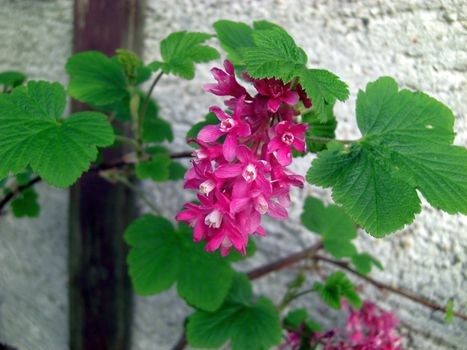 bloom of a redcurrant shrub