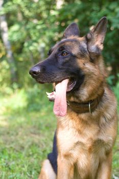 German shepherd on green field

