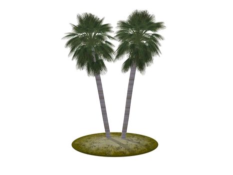 Two palm trees (it is ideally isolated on a white background) high resolution