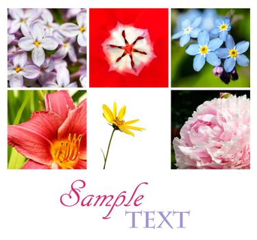 Collage of beautiful flowers (lilac, tulip, forget-me-not, lily, daisy, peony) in a postcard arrangement, perfect floral background for calendar.