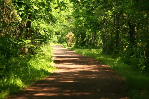 A Pathway through the forest