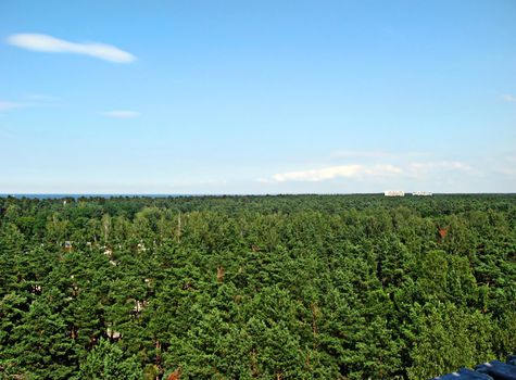 Forest of Latvia near the Baltic sea