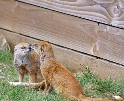 playful mongoose