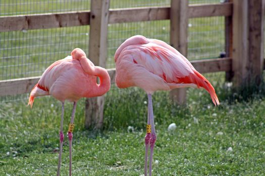 sleeping flamingos