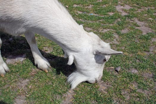 a white goat eating grass