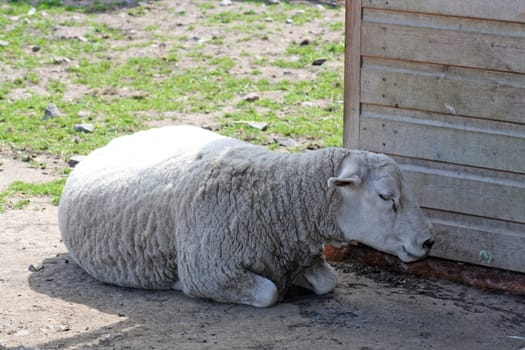 a sheep laying down in the shade