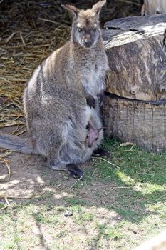 mother and baby wallaby