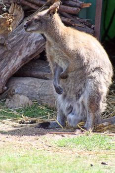 male wallaby
