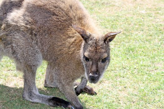 a wallaby in a field