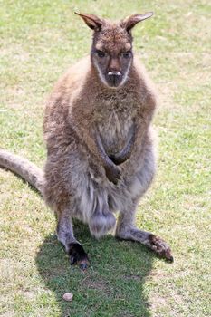 wallaby in a field