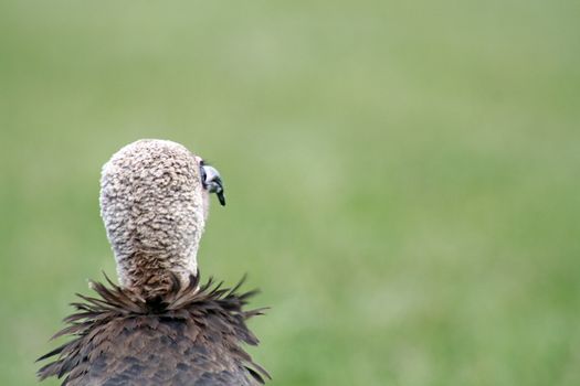 bird of prey