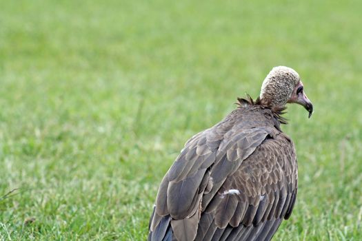bird of prey