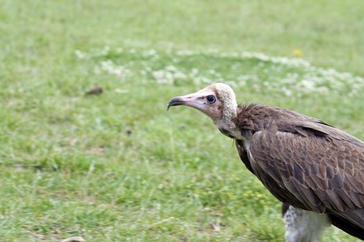 stunning bird of prey