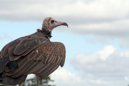 bird of prey