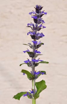 Blue bugle (Ajuga reptans)