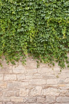 Background of old wall and vinegrapes