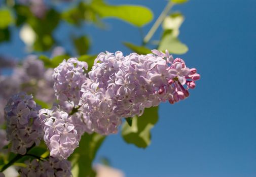 Lilac branch against blue sky