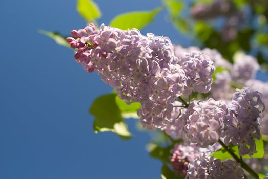 Lilac branch against the blue sky