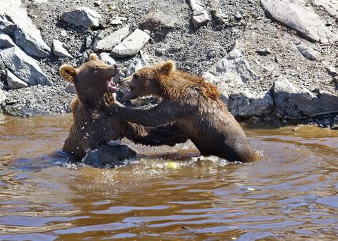 Two bears fighting in the Norwegian waters