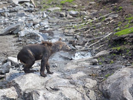 A brown bear shaking the water out of its fur