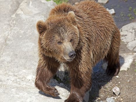 A brown bear at the edge of the waters