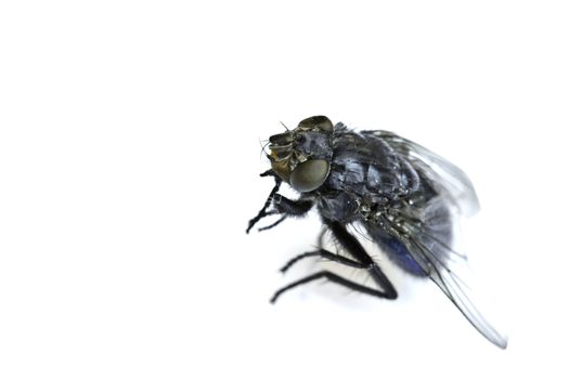 a common house fly looking like it is about to take off for flight 