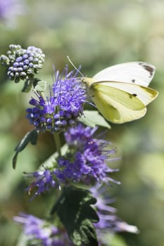 Butterfly Large white in summer on Caryopteris clandonensis �Heavenly Blue� also called Bluebeard