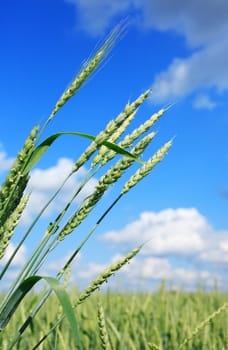 Closeup of green ears of wheat on background with meadow and blue sky